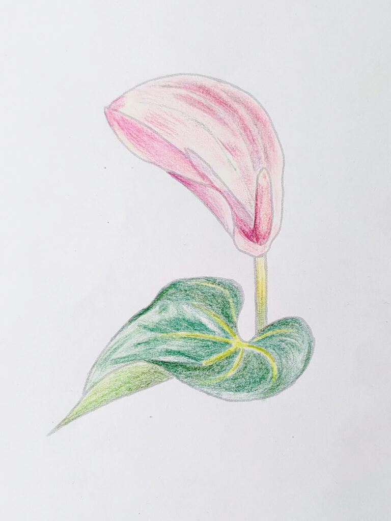 Colour pencil drawing of a peace lily and leaf done as preparation for silk shading embroidery.