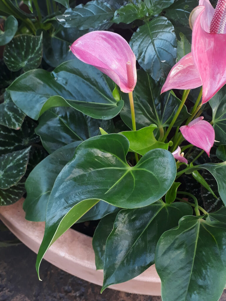A flower pot filled with pink peace lilies and leaves, focusing on one flower and leaf.