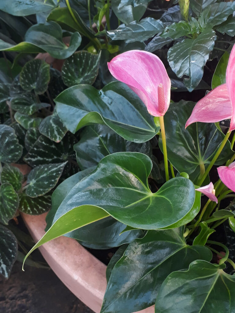 A flower pot of leaves and pink flowers, focusing on one flower and leaf.