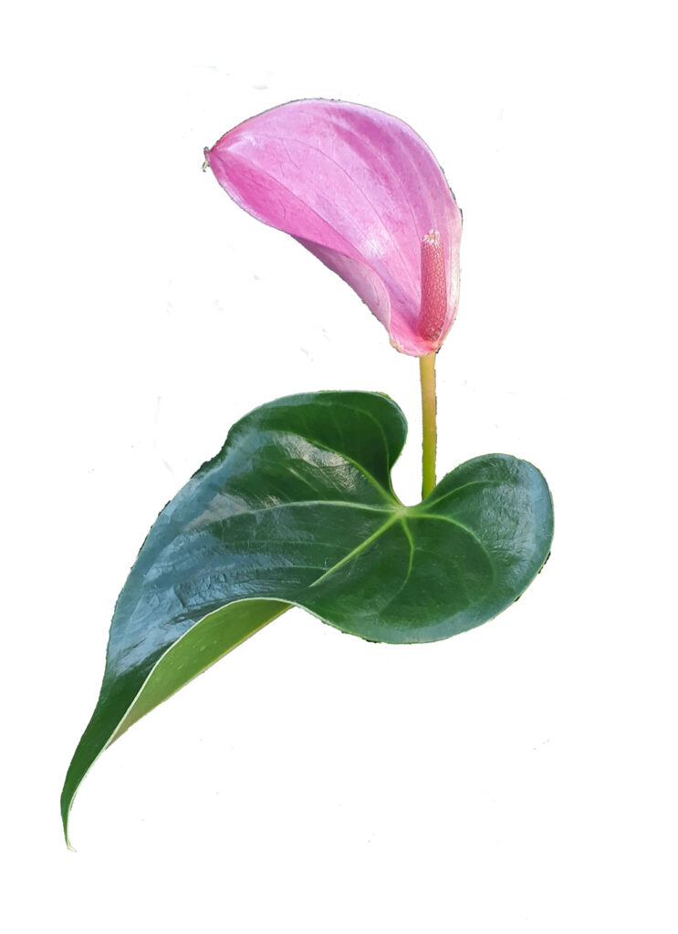 An isolated photo of a pink peace lily and a leaf.