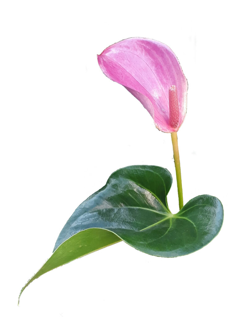 An isolated image of a pink peace lily and a leaf.