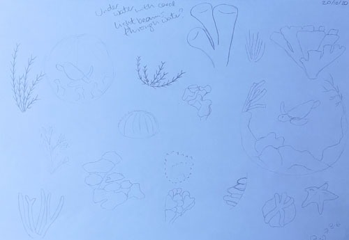 Photo of a collection of pencil sketches of different types of coral and possible design compositions.