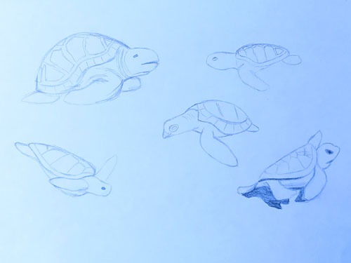 Five pencil sketches of turtles.